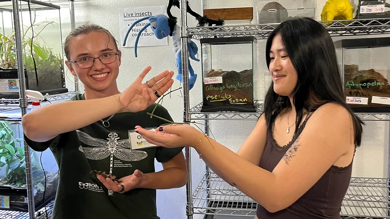 Two smiling individuals interact with a green stick insect in an insect exhibit room. One person wears glasses and a shirt with a dragonfly graphic, holding the insect gently, while the other extends their hands to receive it. Behind them are labeled insect enclosures on metal shelves, with signs indicating live insects such as hissing cockroaches and tarantulas.